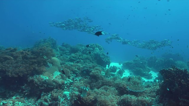 Colorful coral reef with healthy corals and a school of Snapper. 4k footage