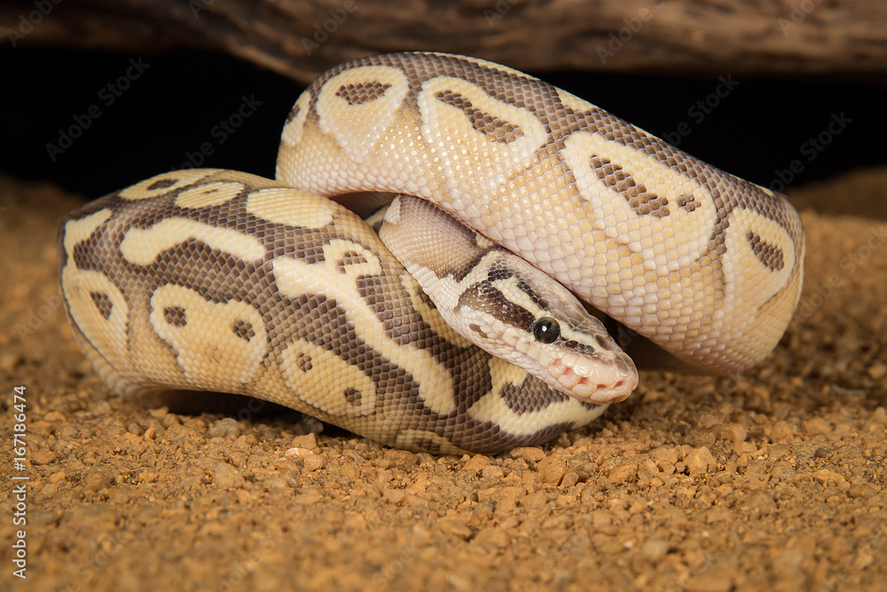 Poster A super lesser pastel  morph of a Royal python curled up with its head showing