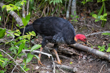 Australian Brush Turkey on forest floor