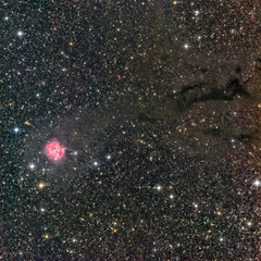 Cocoon Nebula, a bright star forming region in Cygnus surrounded by interstellar dust lanes. Taken...
