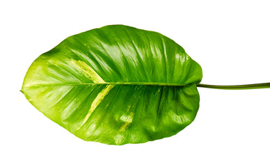 Devil's ivy, Golden pothos, Epipremnum aureum, Heart shaped leaves vine with large leaves isolated on white background, with clipping path