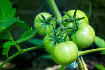 Macro shot of group of unripe tomatoes in a greenhouse on a sunny summer day