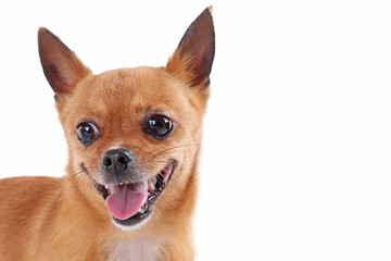 Obraz premium Funny brown dog on a white background