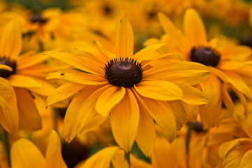 Rudbeckia detail