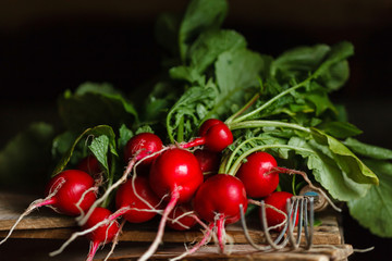 fresh radish