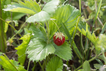 Red berry fruit on a plant with cabbage leaf in the background.