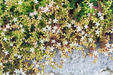 Sedum album flowers on the rocks in the garden, colorful natural background