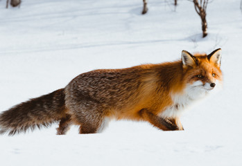Obraz premium Lonely fox walking on snow in winter