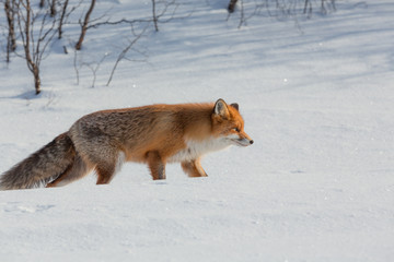 Lonely fox walking on snow in winter