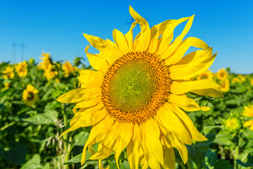 Fototapeta premium Yellow field of sunflowers