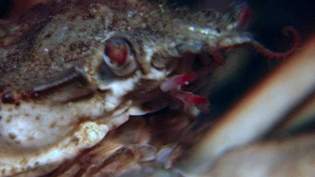 Crab hios underwater in search of food on seabed of White Sea Russia. Unique video close up. Predators of marine life on background of pure and transparent water stones.