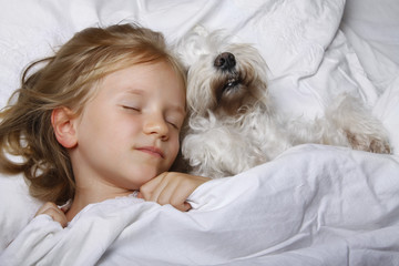 beautiful blonde little girl sleeping with white schnauzer puppy dog on white bed. Friendship concept.