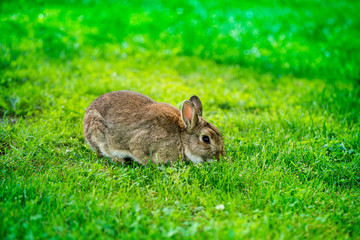 shot of brown bunny eating grass in the middle of meadow in the countryside on sunny spring day on a colorful background. Easter is coming, cute rabbit. long ears. Looking for Easter eggs