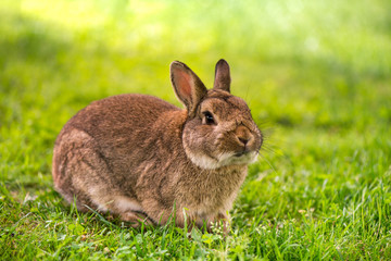 shot of brown bunny eating grass in the middle of meadow in the countryside on sunny spring day on a colorful background. Easter is coming, cute rabbit. long ears. Looking for Easter eggs