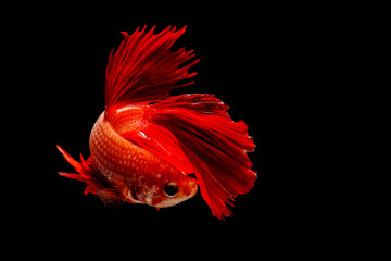 Fototapeta premium Fighting fish in black background.