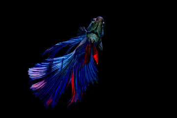 Fighting fish in black background.
