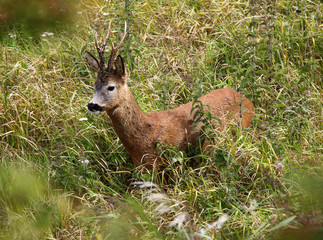 Roedeer buck in a field