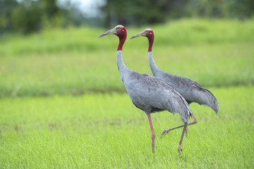 Eastern Sarus Crane (Grus antigone)