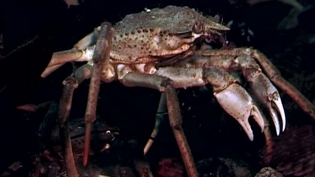 Crab hios near camera close up underwater on seabed of White Sea Russia. Unique video close up. Predators of marine life on background of pure and transparent water stones.