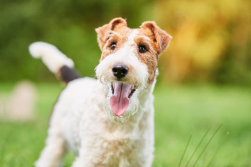 Close up shot of a happy cute fox terrier dog in the park nature animals happiness vitality concept.  - obrazy, fototapety, plakaty
