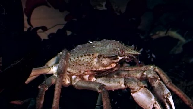 Crab hios underwater in search of food on seabed of White Sea Russia. Unique video close up. Predators of marine life on background of pure and transparent water stones.