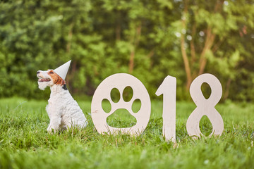 Shot of a beautiful happy wire fox terrier dog sitting in the park wearing party hat 2018 new year celebration greeting card concept. 