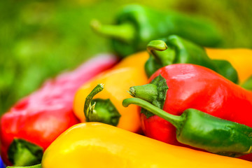 Summer harvest. Freshly picked, red, green and yellow sweet peppers, laying in grass in garden. Healthy eating, fresh food, vegetables, vitamins, diet, fitness. Making fresh salads for dinner. Tasty