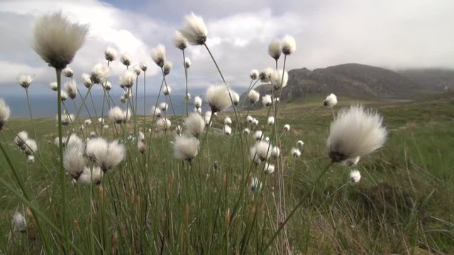 cotton grass in summer