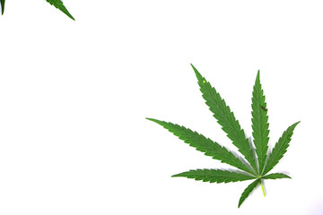 Cannabis leaves