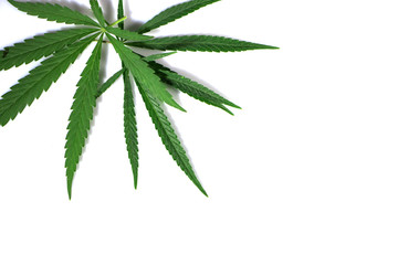 Cannabis leaves