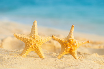 Two starfish on the beach. Dominican Republic