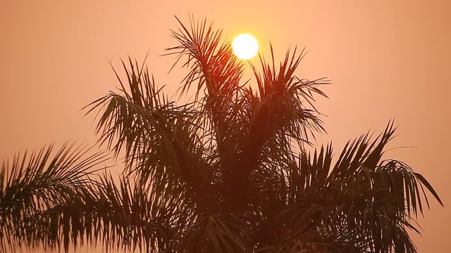Palm leaves on sunset background