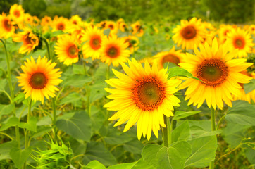 Bright yellow sunflower on green background