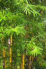 Bamboo thickets in the rainforest, Asia