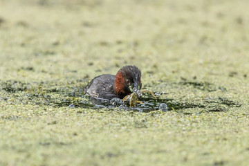 zwergtaucher mit frosch
