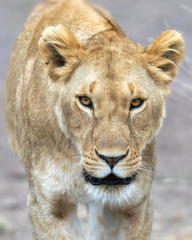 Obraz na płótnie Canvas Adult lioness portrait