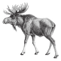 Moose (Alces palmatus) - vintage engraved illustration