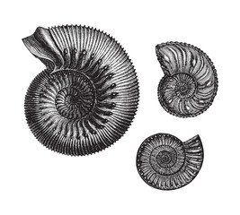 Ammonites (Jurassic fossil organisms) - vintage illustration © Hein Nouwens