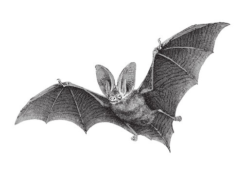 Brown long-eared bat (Plecotus auritus) / vintage illustration