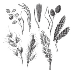 Ornamental grass collection - vintage illustration