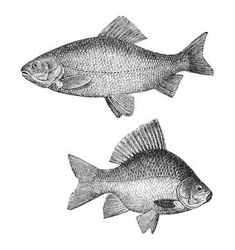 Golden ide (Leuciscus idus melanotus) above and Crucian carp (Carassius carassius) under - vintage illustration