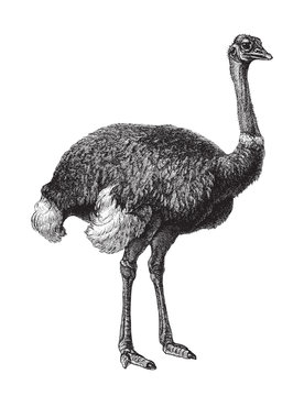 Ostrich (Struthio camelus) / vintage illustration