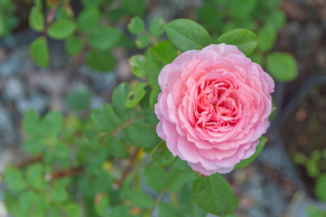 closeup of pink rose on stem.