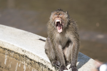 Mammals in the natural background