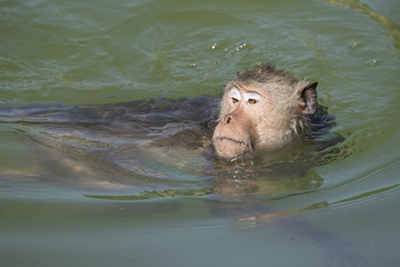 Fototapeta premium Monkey is swimming in the pool
