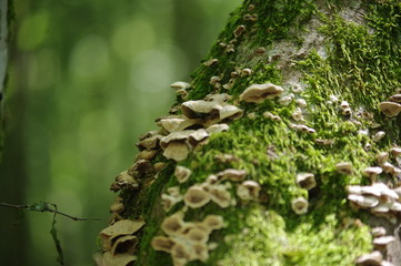 nature de bourgogne