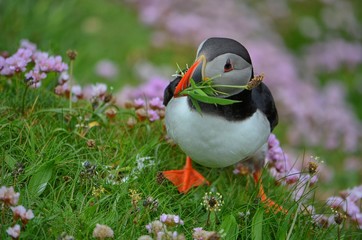 Puffin 8