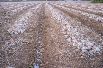 Lines of unearthed onions for dehydrated food industry