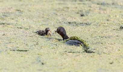 zwergtaucher bei der jagd