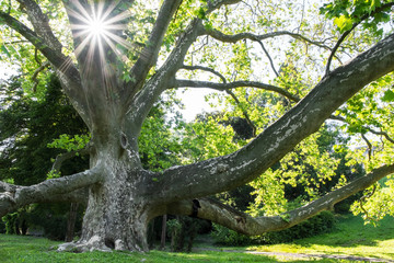 Obraz premium Old platanus tree in summer